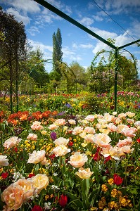 JARDIN DU CLOS NORMAND DE LA MAISON DU PEINTRE IMPRESSIONNISTE CLAUDE MONET, GIVERNY, EURE (27), NORMANDIE, FRANCE 