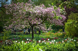 POMMIER EN FLEUR, JARDIN DU CLOS NORMAND DE LA MAISON DU PEINTRE IMPRESSIONNISTE CLAUDE MONET, GIVERNY, EURE (27), NORMANDIE, FRANCE 