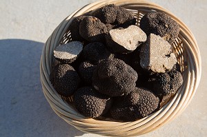 TRUFFE DE LA SAINT-JEAN (PRINTEMPS), PUJAUT, GARD (30), FRANCE 