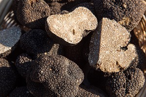 TRUFFE DE LA SAINT-JEAN (PRINTEMPS), PUJAUT, GARD (30), FRANCE 