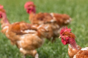 ELEVAGE DE POULETS EN PLEIN AIR DE DIDIER GRANDVILLAIN, PRODUITS DE TERROIR DE TERRES D'EURE-ET-LOIR, ORGERES-EN-BEAUCE (28), FRANCE 