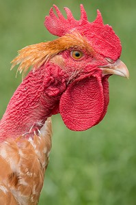 ELEVAGE DE POULETS EN PLEIN AIR DE DIDIER GRANDVILLAIN, PRODUITS DE TERROIR DE TERRES D'EURE-ET-LOIR, ORGERES-EN-BEAUCE (28), FRANCE 