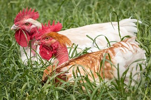ELEVAGE DE POULETS EN PLEIN AIR DE DIDIER GRANDVILLAIN, PRODUITS DE TERROIR DE TERRES D'EURE-ET-LOIR, ORGERES-EN-BEAUCE (28), FRANCE 