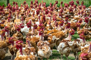 ELEVAGE DE POULETS EN PLEIN AIR DE DIDIER GRANDVILLAIN, PRODUITS DE TERROIR DE TERRES D'EURE-ET-LOIR, ORGERES-EN-BEAUCE (28), FRANCE 