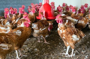 POULAILLER D'UN ELEVAGE DE POULETS EN PLEIN AIR DE DIDIER GRANDVILLAIN, PRODUITS DE TERROIR DE TERRES D'EURE-ET-LOIR, ORGERES-EN-BEAUCE (28), FRANCE 