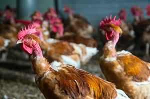 POULAILLER D'UN ELEVAGE DE POULETS EN PLEIN AIR DE DIDIER GRANDVILLAIN, PRODUITS DE TERROIR DE TERRES D'EURE-ET-LOIR, ORGERES-EN-BEAUCE (28), FRANCE 