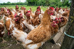 ELEVAGE DE POULES PONDEUSES D'OEUFS EN PLEIN AIR, PRODUCTEUR BRUNO DEBRAY, PRODUITS DE TERROIR DE TERRES D'EURE-ET-LOIR, LA CROIX DU PERCHE (28), FRANCE 