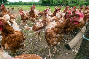 ELEVAGE DE POULES PONDEUSES D'OEUFS EN PLEIN AIR, PRODUCTEUR BRUNO DEBRAY, PRODUITS DE TERROIR DE TERRES D'EURE-ET-LOIR, LA CROIX DU PERCHE (28), FRANCE 