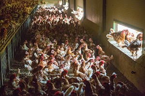POULAILLER D'UN ELEVAGE DE POULES PONDEUSES D'OEUFS EN PLEIN AIR, PRODUCTEUR BRUNO DEBRAY, PRODUITS DE TERROIR DE TERRES D'EURE-ET-LOIR, LA CROIX DU PERCHE (28), FRANCE 
