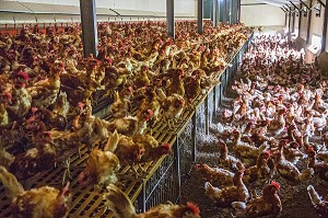 POULAILLER D'UN ELEVAGE DE POULES PONDEUSES D'OEUFS EN PLEIN AIR, PRODUCTEUR BRUNO DEBRAY, PRODUITS DE TERROIR DE TERRES D'EURE-ET-LOIR, LA CROIX DU PERCHE (28), FRANCE 