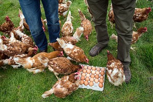 ELEVAGE DE POULES PONDEUSES D'OEUFS EN PLEIN AIR, PRODUCTEUR BRUNO DEBRAY, PRODUITS DE TERROIR DE TERRES D'EURE-ET-LOIR, LA CROIX DU PERCHE (28), FRANCE 