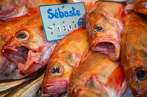 DORADES SEBASTES (POISSON ROUGE DE ROCHE)  SUR L'ETALAGE DU POISSONNIER, MARCHE AUX LEGUMES COUVERT DE CHARTRES (28), FRANCE 