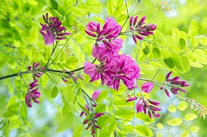 FLEURS D'ACACIA, VIRGINIE BOUCHARD, PRODUCTRICE DE FLEURS COMESTIBLES, PRODUITS DE TERROIR DE TERRES D'EURE-ET-LOIR, TREMBLAY-LES VILLAGES (28), FRANCE 