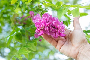 FLEURS D'ACACIA, VIRGINIE BOUCHARD, PRODUCTRICE DE FLEURS COMESTIBLES, PRODUITS DE TERROIR DE TERRES D'EURE-ET-LOIR, TREMBLAY-LES VILLAGES (28), FRANCE 