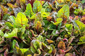 LE RED CHAUD (FEUILLES DE BETTERAVE), SALADE DE VIRGINIE BOUCHARD, PRODUCTRICE DE FLEURS COMESTIBLES ET SALADES, PRODUITS DE TERROIR DE TERRES D'EURE-ET-LOIR, TREMBLAY-LES VILLAGES (28), FRANCE 