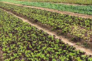 CHAMPS DE MESCLUN, SALADE DE VIRGINIE BOUCHARD, PRODUCTRICE DE FLEURS COMESTIBLES ET SALADES, PRODUITS DE TERROIR DE TERRES D'EURE-ET-LOIR, TREMBLAY-LES VILLAGES (28), FRANCE 