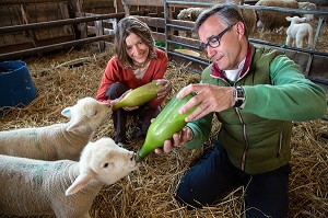 LA TETEE DES AGNEAUX AVEC LAURENT CLEMENT, CHEF ETOILE DU COURS GABRIEL ET VIRGINIE HERBEAUX, ELEVEUR DE MOUTONS ET D'AGNEAUX, PRODUITS DE TERROIR DE TERRES D'EURE-ET-LOIR, SAINT-ARNOULT-DES-BOIS (28), FRANCE 