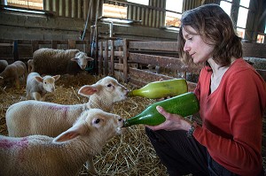 LA TETEE DES AGNEAUX AVEC LAURENT CLEMENT, CHEF ETOILE DU COURS GABRIEL ET VIRGINIE HERBEAUX, ELEVEUR DE MOUTONS ET D'AGNEAUX, PRODUITS DE TERROIR DE TERRES D'EURE-ET-LOIR, SAINT-ARNOULT-DES-BOIS (28), FRANCE 