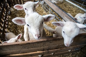 LES AGNEAUX DU TROUPEAU DE MOUTONS DE VIRGINIE HERBEAUX, PRODUITS DE TERROIR DE TERRES D'EURE-ET-LOIR, SAINT-ARNOULT-DES-BOIS (28), FRANCE 