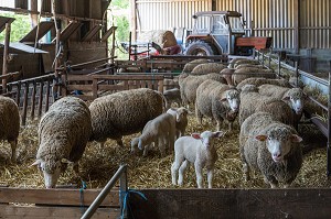 AGNEAUX ET  BREBIS DU TROUPEAU DE MOUTONS DE VIRGINIE HERBEAUX, PRODUITS DE TERROIR DE TERRES D'EURE-ET-LOIR, SAINT-ARNOULT-DES-BOIS (28), FRANCE 