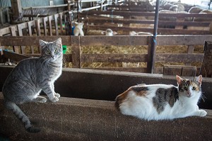 LES CHATS DANS LA BERGERIE DE VIRGINIE HERBEAUX, ELEVEUR DE MOUTONS ET D'AGNEAUX, PRODUITS DE TERROIR DE TERRES D'EURE-ET-LOIR, SAINT-ARNOULT-DES-BOIS (28), FRANCE