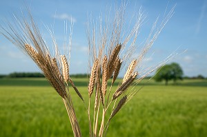 EPIS D'EPEAUTRE DE JEAN-PHILIPPE ET NADINE GUYET, AGRICULTEUR ET PRODUCTEUR D'EPEAUTRE DANS SON CHAMP, PRODUITS DE TERROIR DE TERRES D'EURE-ET-LOIR, SAINT-ARNOULT-DES-BOIS (28), FRANCE 