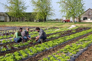 LAURENT CLEMENT, CHEF ETOILE DU COURS GABRIEL, AVEC JULIE DUBOIS ET REMI YASSINE, CUEILLETTE 'CHAPEAU DE PAILLE' DE FRUITS ET LEGUMES DE SERESVILLE (SALADES), PRODUITS DE TERROIR DE TERRES D'EURE-ET-LOIR, MAINVILLIERS (28), FRANCE 