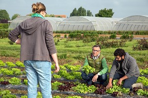 LAURENT CLEMENT, CHEF ETOILE DU COURS GABRIEL, AVEC JULIE DUBOIS ET REMI YASSINE, CUEILLETTE 'CHAPEAU DE PAILLE' DE FRUITS ET LEGUMES DE SERESVILLE (SALADES), PRODUITS DE TERROIR DE TERRES D'EURE-ET-LOIR, MAINVILLIERS (28), FRANCE 