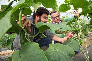 LAURENT CLEMENT, CHEF ETOILE DU COURS GABRIEL, AVEC REMI YASSINE, CUEILLETTE 'CHAPEAU DE PAILLE' DE FRUITS ET LEGUMES DE SERESVILLE (CONCOMBRES), PRODUITS DE TERROIR DE TERRES D'EURE-ET-LOIR, MAINVILLIERS (28), FRANCE 