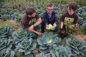 LAURENT CLEMENT, CHEF DE L'HOTEL RESTAURANT LE GRAND MONARQUE, EN COMPAGNIE DES MARAICHERS ALEXANDRE ET AUDE MORNAS, SUR LEUR EXPLOITATION MARAICHERE BIOLOGIQUE AUX PETITS LEGUMES, BERCHERES-LES-PIERRES, EURE-ET-LOIR (28), FRANCE 