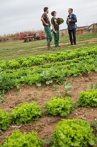 LAURENT CLEMENT, CHEF DE L'HOTEL RESTAURANT LE GRAND MONARQUE, EN COMPAGNIE DES MARAICHERS ALEXANDRE ET AUDE MORNAS, SUR LEUR EXPLOITATION MARAICHERE BIOLOGIQUE AUX PETITS LEGUMES, BERCHERES-LES-PIERRES, EURE-ET-LOIR (28), FRANCE 