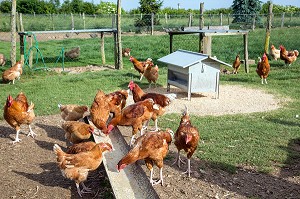 LES POULES DE VILLEDIEU JOEL, ELEVEURS DE VOLAILLES A LA FERME EN PLEIN AIR, BIENVENUE A LA FERME, PRODUITS DE TERROIR DE TERRES D'EURE-ET-LOIR, SAUMERAY (28), FRANCE 