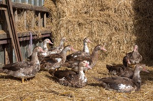 LES CANARDS DE VILLEDIEU JOEL, ELEVEURS DE VOLAILLES A LA FERME EN PLEIN AIR, BIENVENUE A LA FERME, PRODUITS DE TERROIR DE TERRES D'EURE-ET-LOIR, SAUMERAY (28), FRANCE 