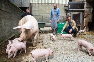 LA TRUIE AVEC SES PORCELETS A LA FERME, LAURENT CLEMENT, CHEF ETOILE DU COURS GABRIEL ET GILLES CHALLIER, ELEVEUR DE PORCS, PRODUITS DE TERROIR DE TERRES D'EURE-ET-LOIR, AUTHON-DU-PERCHE (28), FRANCE 