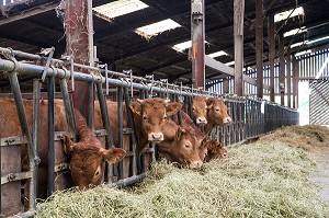 ELEVAGE DE VEAUX, BOEUF ET VACHES LIM-ANGUS ET LIMOUSINE DE  JEAN-EDOUARD JEAUNEAU, PRODUITS DE TERROIR, LES ETILLEUX (28), FRANCE 