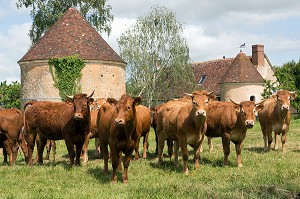 ELEVAGE DE BOEUF ET VACHES LIM-ANGUS ET LIMOUSINE, PRODUITS DE TERROIR, LES ETILLEUX (28), FRANCE 