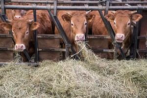 ELEVAGE DE VEAUX, BOEUF ET VACHES LIM-ANGUS ET LIMOUSINE DE  JEAN-EDOUARD JEAUNEAU, PRODUITS DE TERROIR, LES ETILLEUX (28), FRANCE 