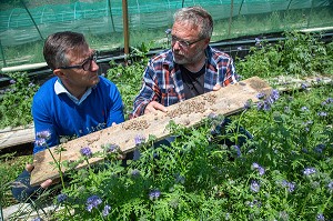 LAURENT CLEMENT, CHEF ETOILE DU COURS GABRIEL ET PHILIPPE COUVREUR, ELEVEUR D'ESCARGOTS GROS GRIS AU MILIEU DE PLANTES PHACELIE VIOLETTE, PRODUITS DE TERROIR, PREAUX-DU-PERCHE, FRANCE 