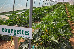 SERRE DE COURGETTES DE LA  CUEILLETTE DE FRUITS ET LEGUMES SALADES EN PLEIN AIR, PRODUITS DE TERROIR DE TERRES D'EURE-ET-LOIR, LES JARDINS D’IMBERMAIS, EURE-ET-LOIR (28), FRANCE 