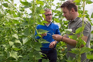 LAURENT CLEMENT, CHEF ETOILE DU COURS GABRIEL ET JEAN-LUC GAUTIER, CUEILLETTE DE FRUITS ET LEGUMES, PRODUITS DE TERROIR DE TERRES D'EURE-ET-LOIR, LES JARDINS D’IMBERMAIS, EURE-ET-LOIR (28), FRANCE 