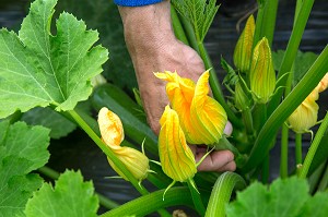 CUEILLETTE DE FRUITS ET LEGUMES (FLEURS DE COURGETTES), PRODUITS DE TERROIR DE TERRES D'EURE-ET-LOIR, LES JARDINS D’IMBERMAIS, EURE-ET-LOIR (28), FRANCE 