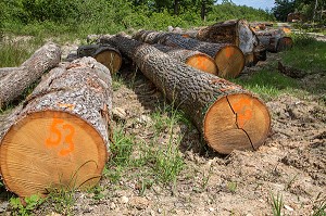 GRUMES MARQUEES EN SORTIE DE FORET SENONCHES POUR LE TRANSPORT, SENONCHES (28), FRANCE 