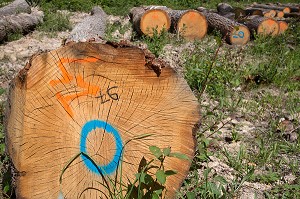 GRUMES MARQUEES EN SORTIE DE FORET SENONCHES POUR LE TRANSPORT, SENONCHES (28), FRANCE 