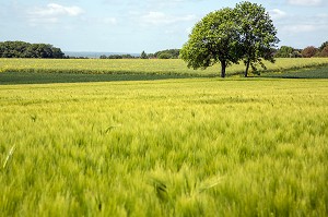 CHAMPS DE BLE, SAINT-ARNOULT-DES-BOIS (28), FRANCE 