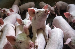 JEUNES COCHONS, ELEVAGE DE PORCS EN BATTERIE, EURE-ET-LOIR (28), FRANCE 