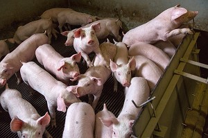 JEUNES COCHONS, ELEVAGE DE PORCS EN BATTERIE, EURE-ET-LOIR (28), FRANCE 