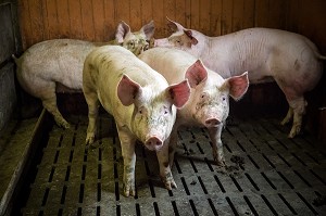 JEUNES COCHONS, ELEVAGE DE PORCS EN BATTERIE, EURE-ET-LOIR (28), FRANCE 