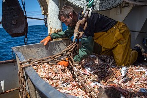 MARINS SUR LA TABLE DE TRI DES LANGOUSTINES ET DES POISSONS, PECHE EN MER SUR UN CHALUTIER A LA LANGOUSTINE 'LE QUENTIN-GREGOIRE' AU LARGE DES SABLES-D'OLONNE, (85) VENDEE, PAYS DE LA LOIRE, FRANCE 