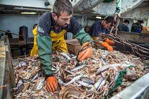 MARINS SUR LA TABLE DE TRI DES LANGOUSTINES ET DES POISSONS, PECHE EN MER SUR UN CHALUTIER A LA LANGOUSTINE 'LE QUENTIN-GREGOIRE' AU LARGE DES SABLES-D'OLONNE, (85) VENDEE, PAYS DE LA LOIRE, FRANCE 