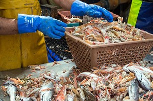 MARINS SUR LA TABLE DE TRI DES LANGOUSTINES ET DES POISSONS, PECHE EN MER SUR UN CHALUTIER A LA LANGOUSTINE 'LE QUENTIN-GREGOIRE' AU LARGE DES SABLES-D'OLONNE, (85) VENDEE, PAYS DE LA LOIRE, FRANCE 